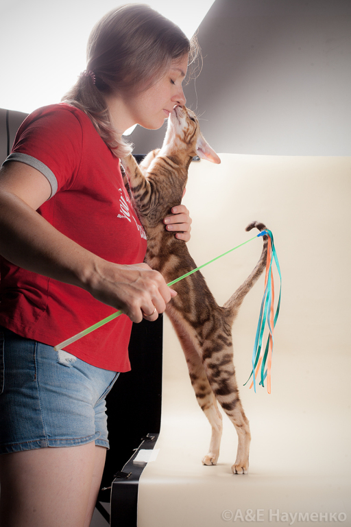 Ориентальный кот Назарет — портрет