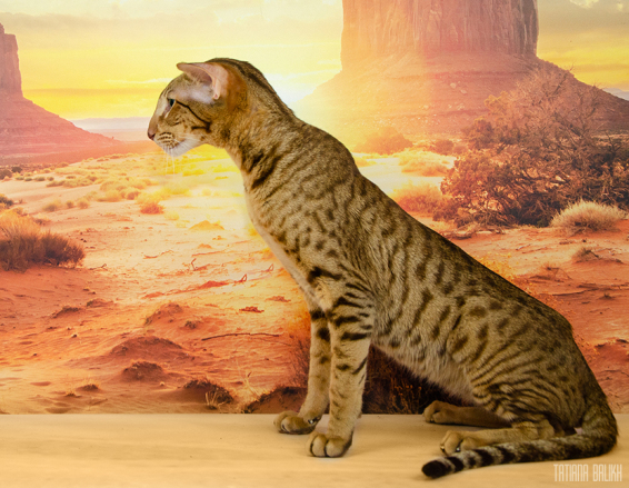 Ориентальный кот чемпион Ch. Flamingo Bagira Kasyun шоколадный пятнистый — производитель питомника ориентальных кошек Deity*RU Москва