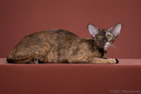 Golden Orion Atlantida, OSH h, ориентальная кошка, дата рождения 30.07.2023