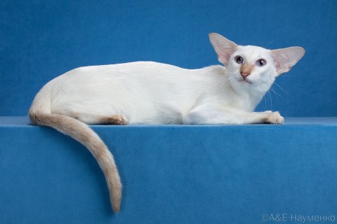 Caramel Deity*RU, SIA c 21, сиамская кошка, дата рождения 15.01.2025