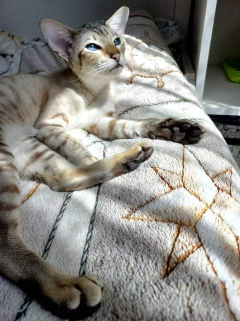 Грейс — фото от владельца