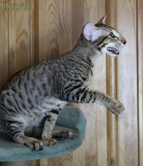 Gihan-Han-Han Deity*RU, OSH n 24, ориентальный кот, дата рождения 10.06.2025