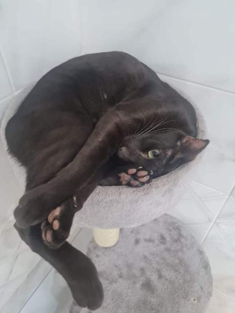 Тихон — фото от владельца