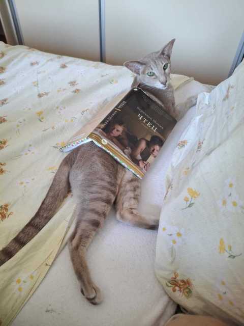 Лебедь-Царевна — фото от владельца