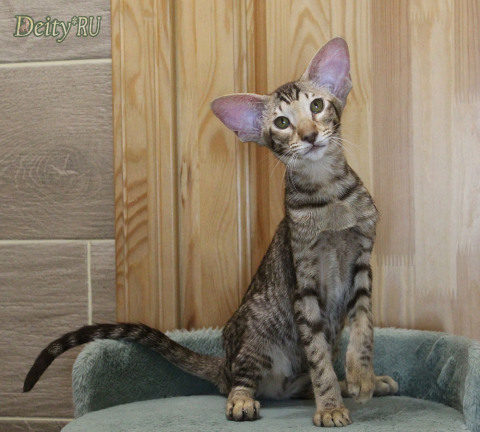 Diva Deity*RU, OSH b 24, ориентальная кошка, дата рождения 17.01.2025