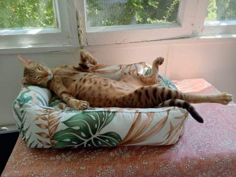 Эмма — фото от владельца