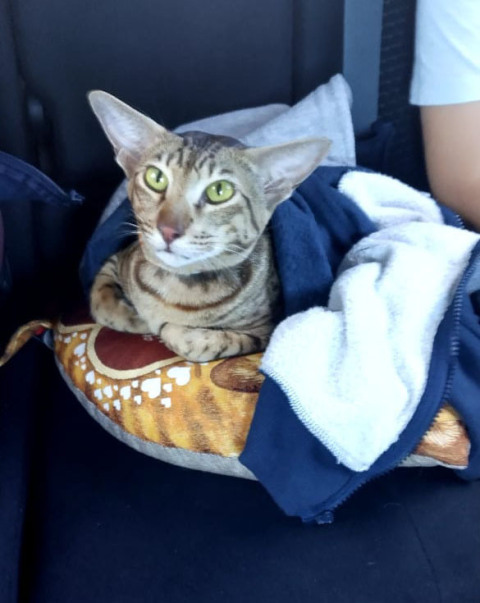 Халва — фото от владельца