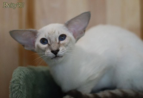 Coca-Cola Deity*RU, SIA a 21, сиамская кошка, дата рождения 15.01.2025