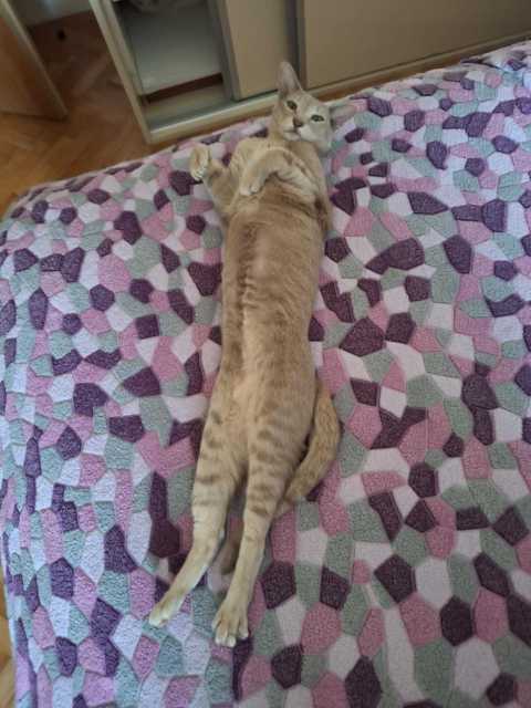 Лебедь-Царевна — фото от владельца