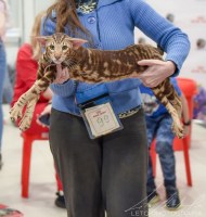 Отец: Ch. (WCF) Ideal Dulce Deity*RU, ориентальная порода, OSH b 22