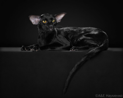 Wow Chara Deity*RU, OSH n, ориентальная кошка, дата рождения 13.01.2024