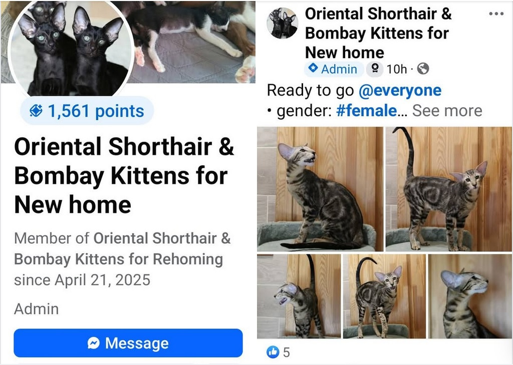 Ворованные фото, Besti Deity*RU