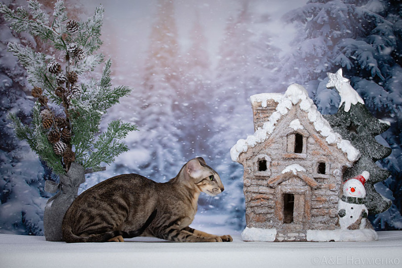 питомник ориентальных кошек