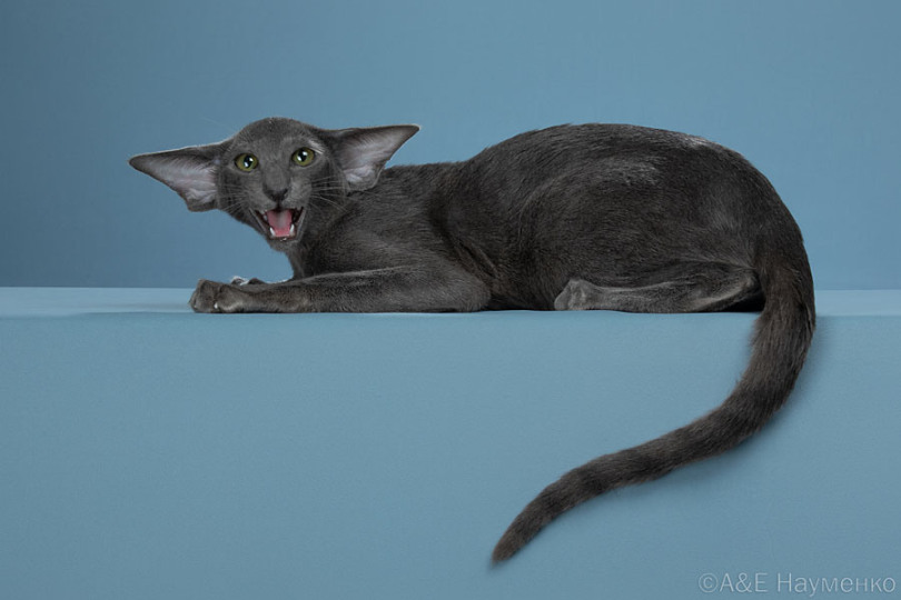 ориентальная кошка