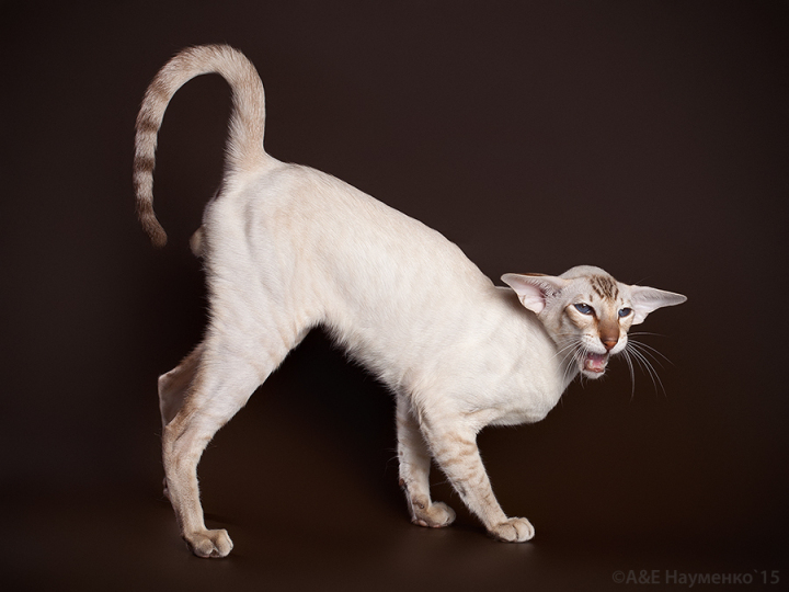 сиамская кошка