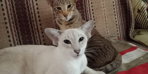 Гайя и Милля — фото от владельца