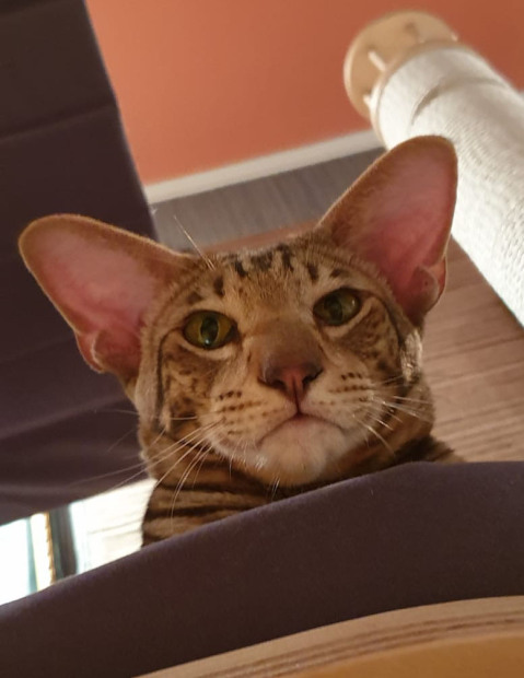 Идеус — фото от владельца