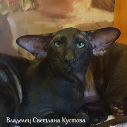 ориентальный кот Фауст: Faust Begi Happy Jungle OSH ns, владелец Светлана Кустова