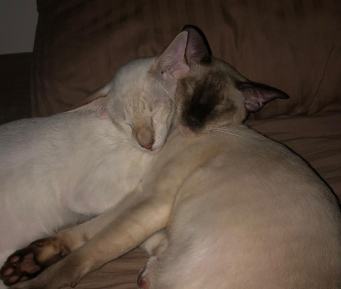 Гелиос и Дон-Кихот — фото от владельца