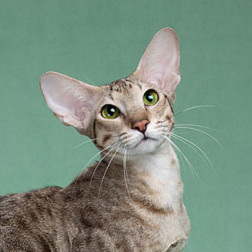 ориентальная кошка Харизма: Ch. Harizma Pretty Pleasure*BY-BFC OSH n 24