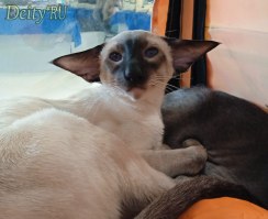 Отец: Ch. (WCF) HR*Cat Global Optimus of Deity*RU, сиамская порода, SIA n