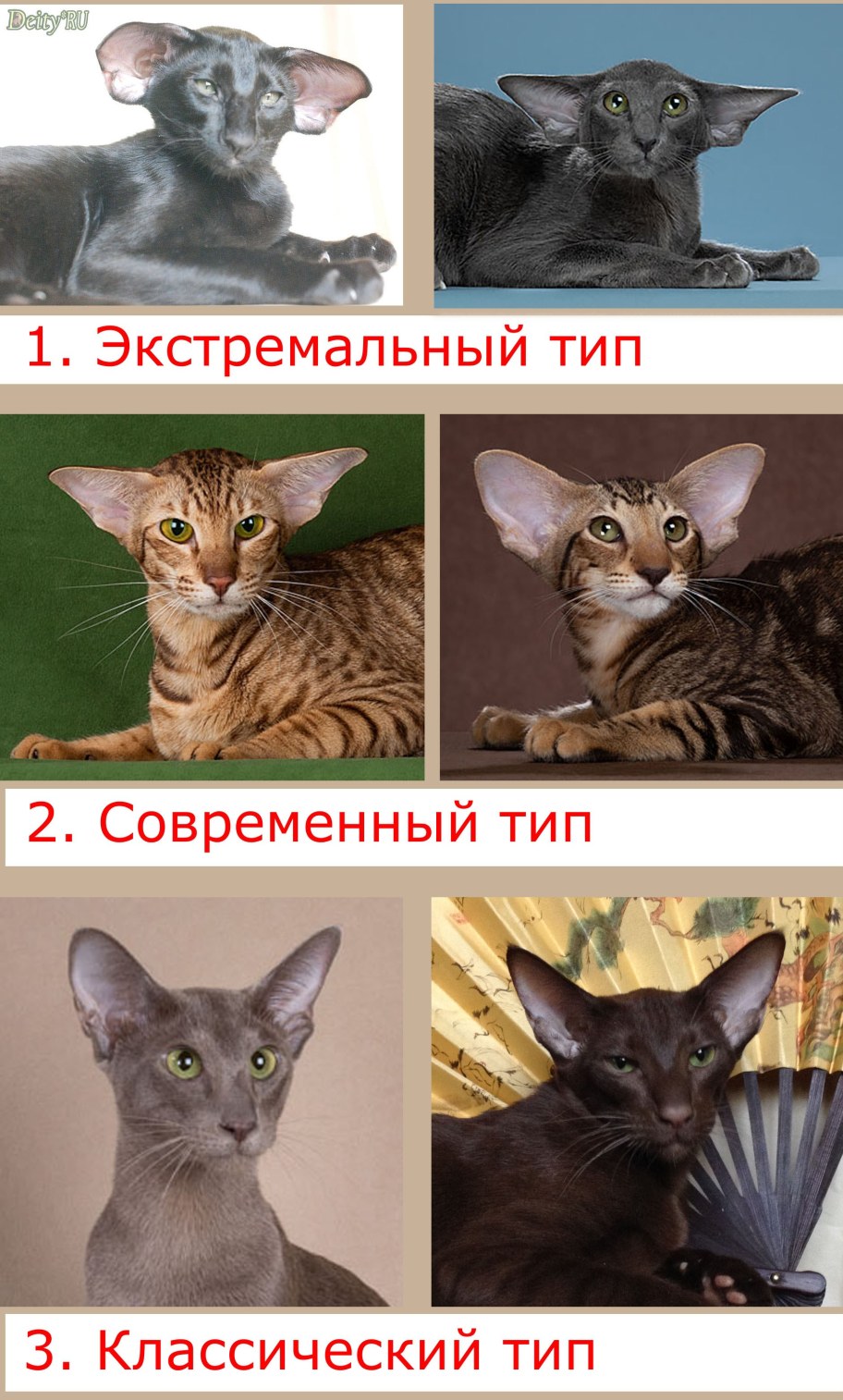 Типы экстерьера ориентальных кошек: экстремальный, современный и классический тип - питомник Deity*RU Москва