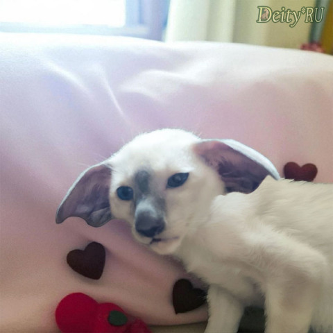 Feng-Shui Deity*RU, SIA a, сиамский кот, дата рождения 04.05.2025