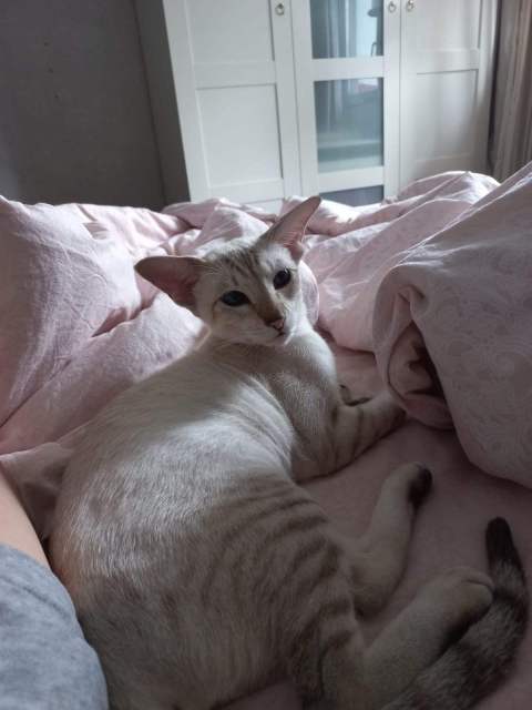 Грейс — фото от владельца