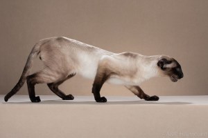 Отец: Ch. (WCF) Savely Deity*RU, сиамская порода, SIA n