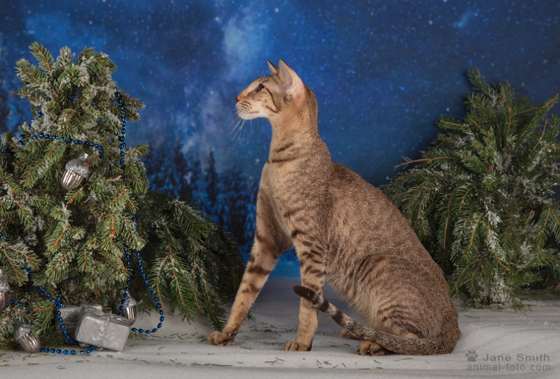 Ориентальная кошка Ch. (FIFe) Bagira Afina Kasyun шоколадный пятнистый — портрет производительницы питомника Deity*RU Москва