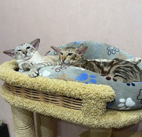 Йоша и Урашка — фото от владельца