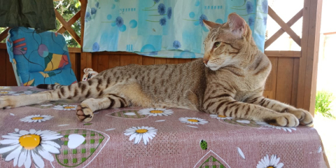 Гайя и Милля — фото от владельца