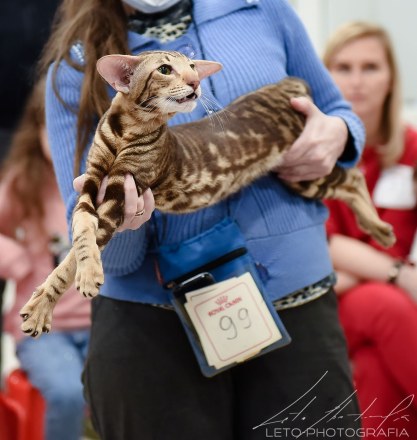 Ориентальный кот чемпион Ch. Ideal Dulce Deity*RU chocolate blotched — производитель питомника ориентальных кошек Deity*RU Москва