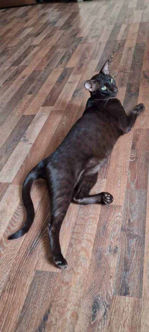 Тихон — фото от владельца