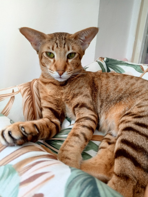 Эмма — фото от владельца