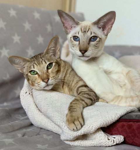 Глория и Дионис — фото от владельца